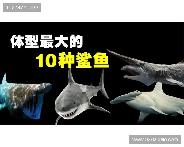 金鲨银鲨:海底深海中的金银宝藏与鲨鱼的共存关系探讨 金鲨银鲨:海底深海中的金银宝藏与鲨鱼的共存关系探讨